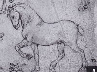 cheval dessin vinci Dany a choisi ce croquis comme référence à sa participation